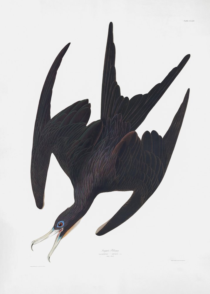  de John James Audubon