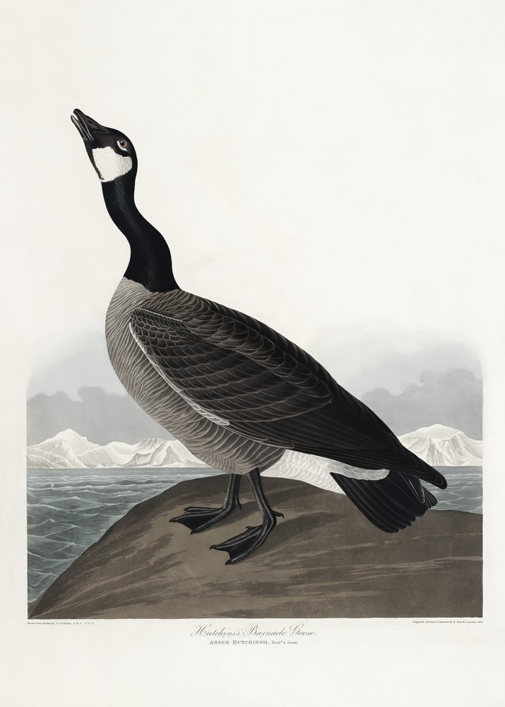  de John James Audubon