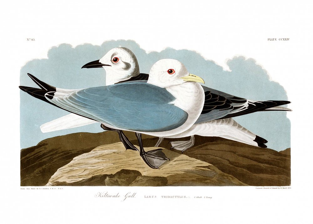 Gaivota-tridáctila de John James Audubon