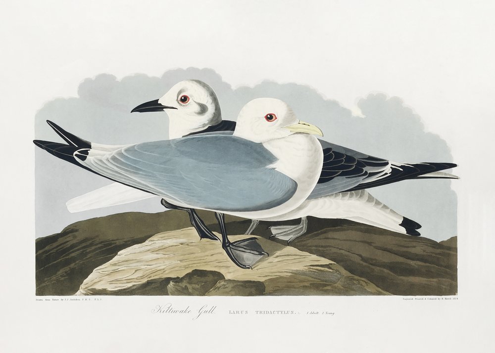  de John James Audubon