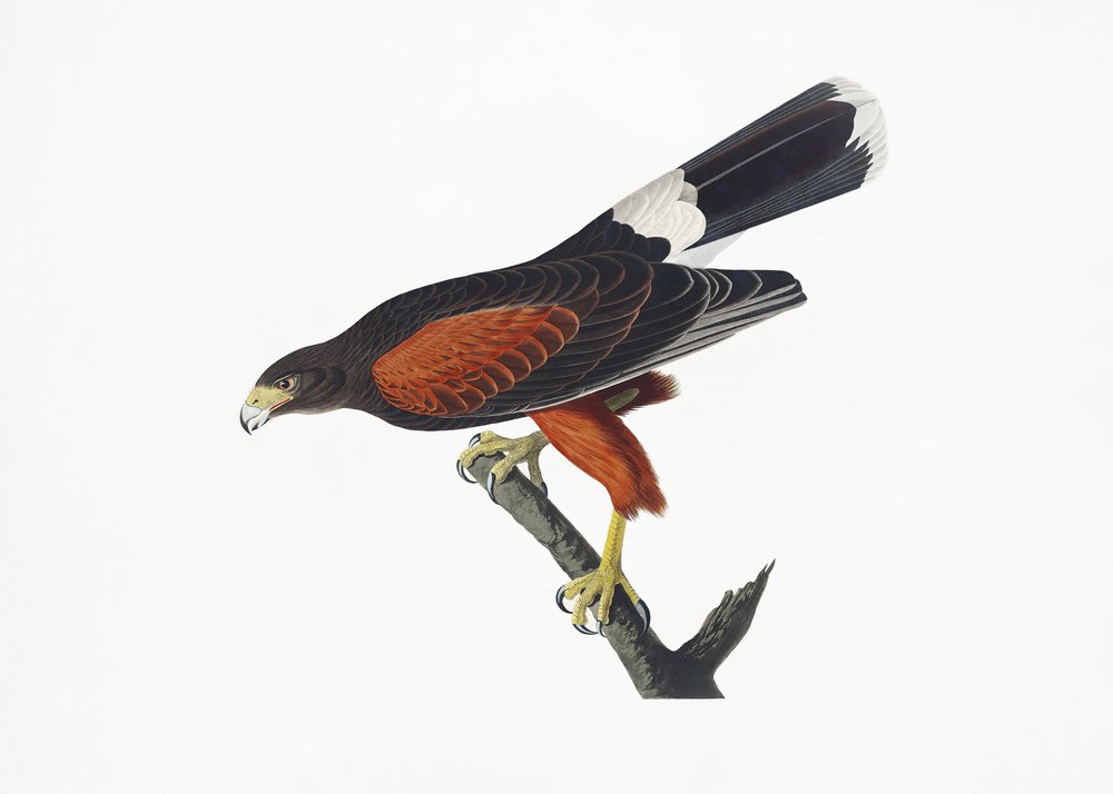  de John James Audubon