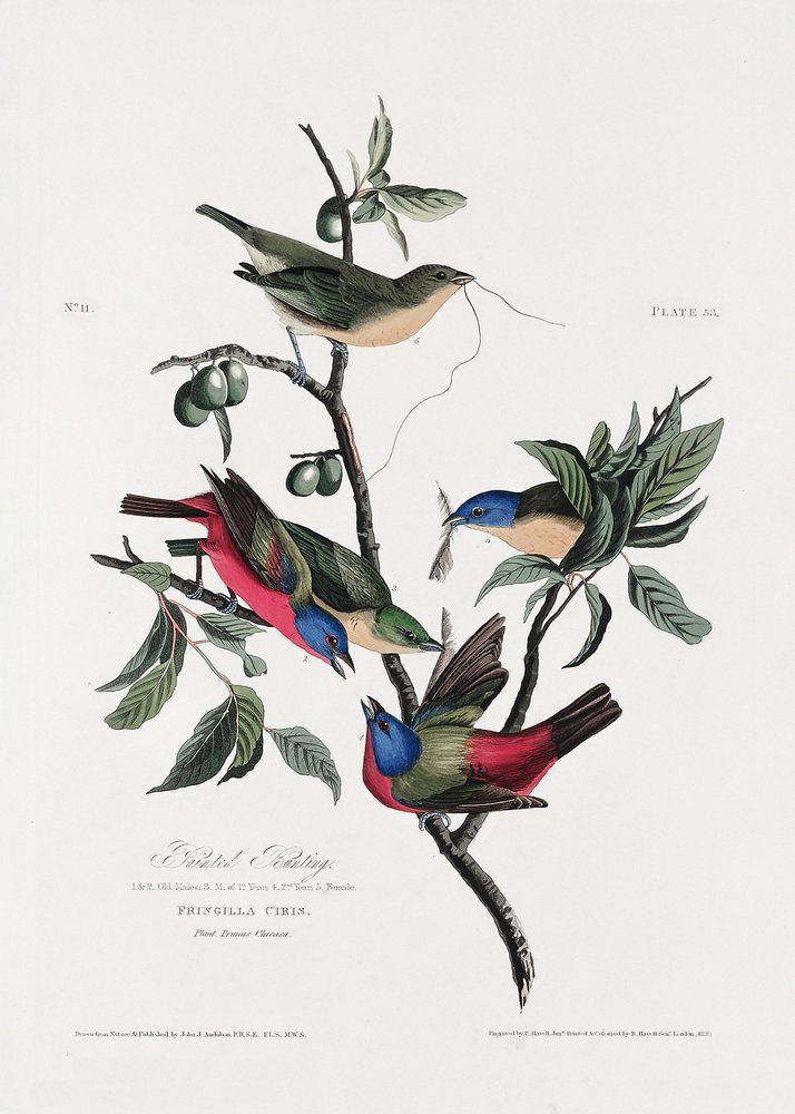  de John James Audubon