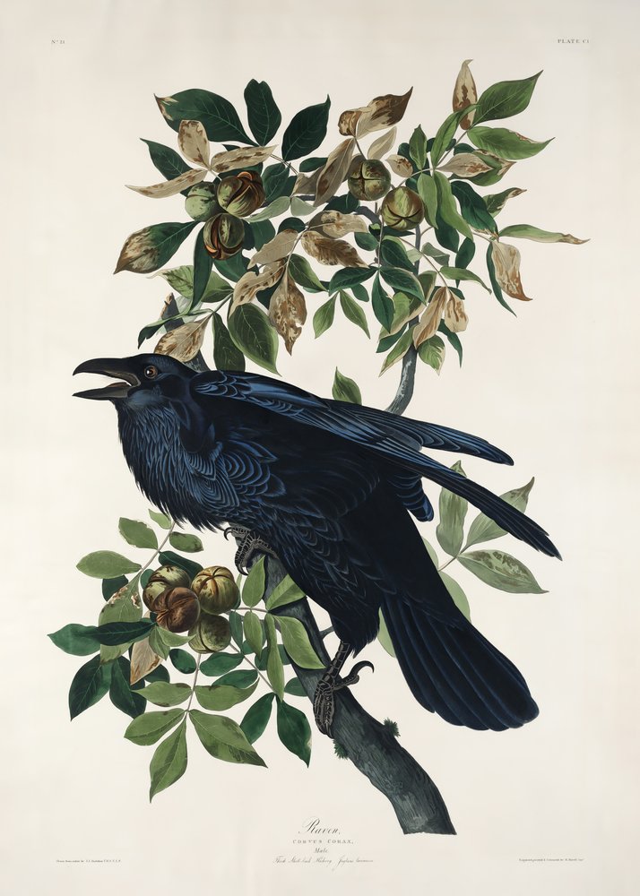  de John James Audubon