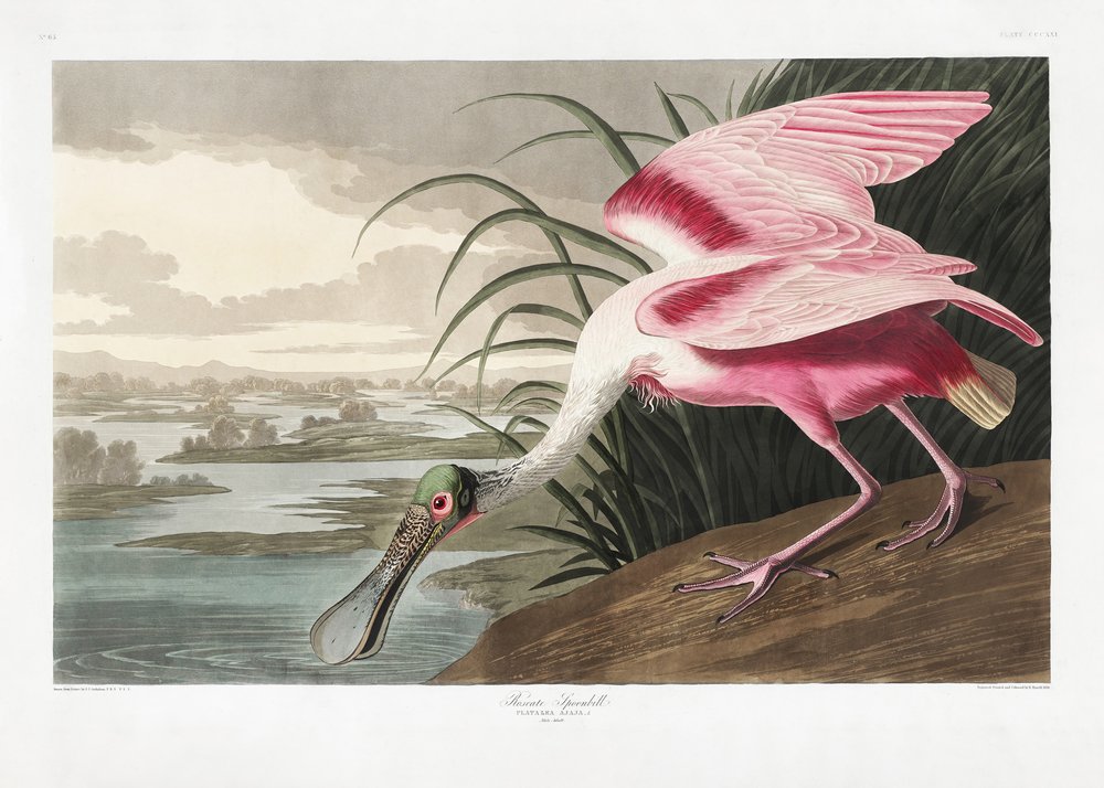  de John James Audubon