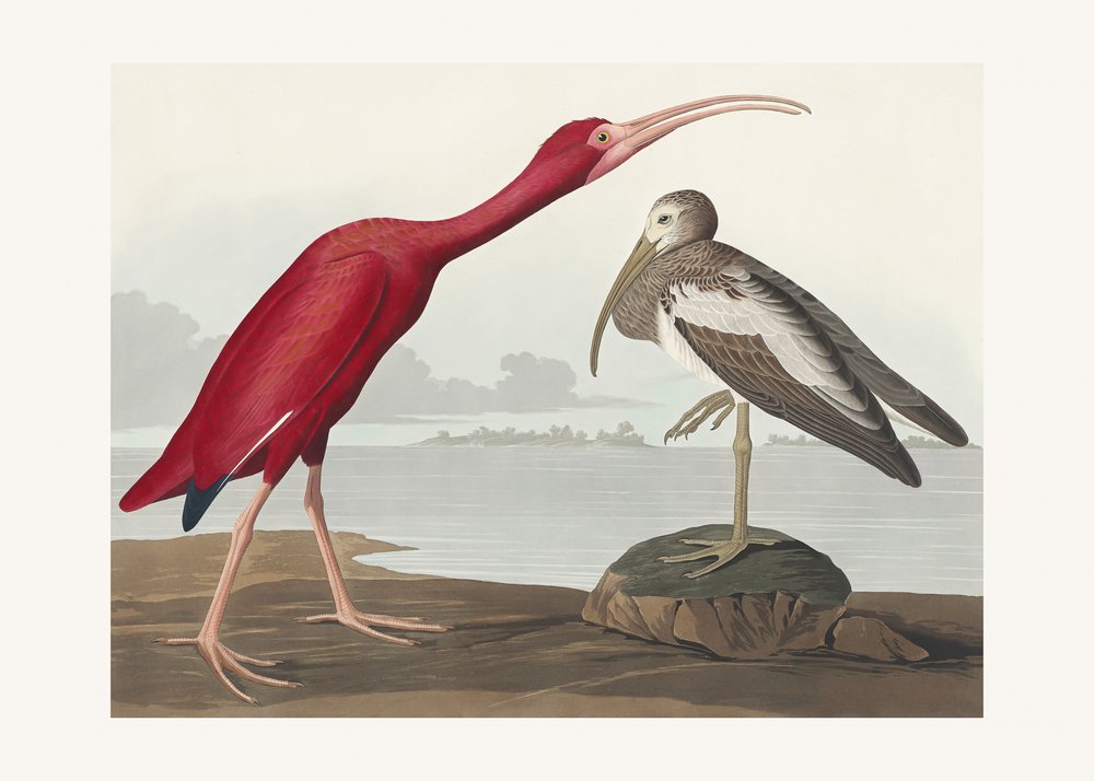 de John James Audubon