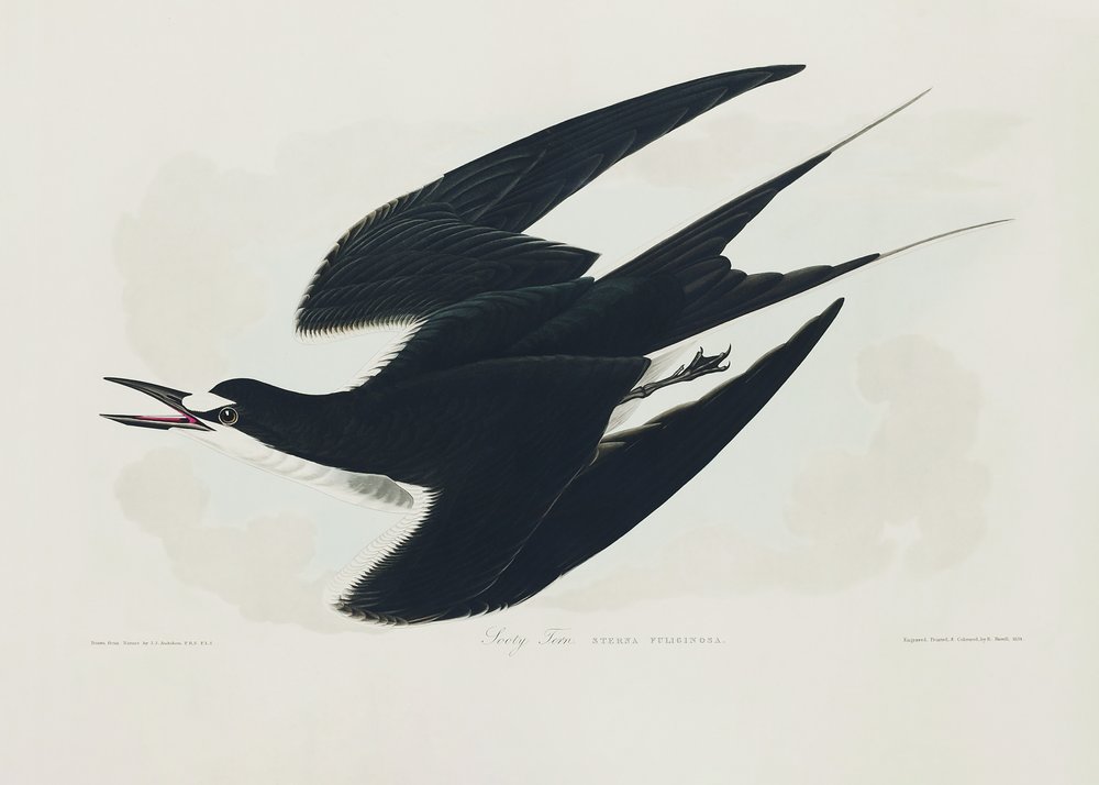  de John James Audubon