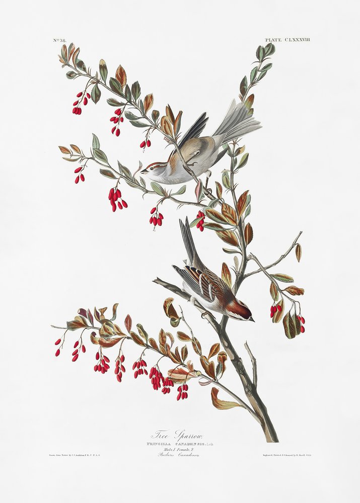  de John James Audubon
