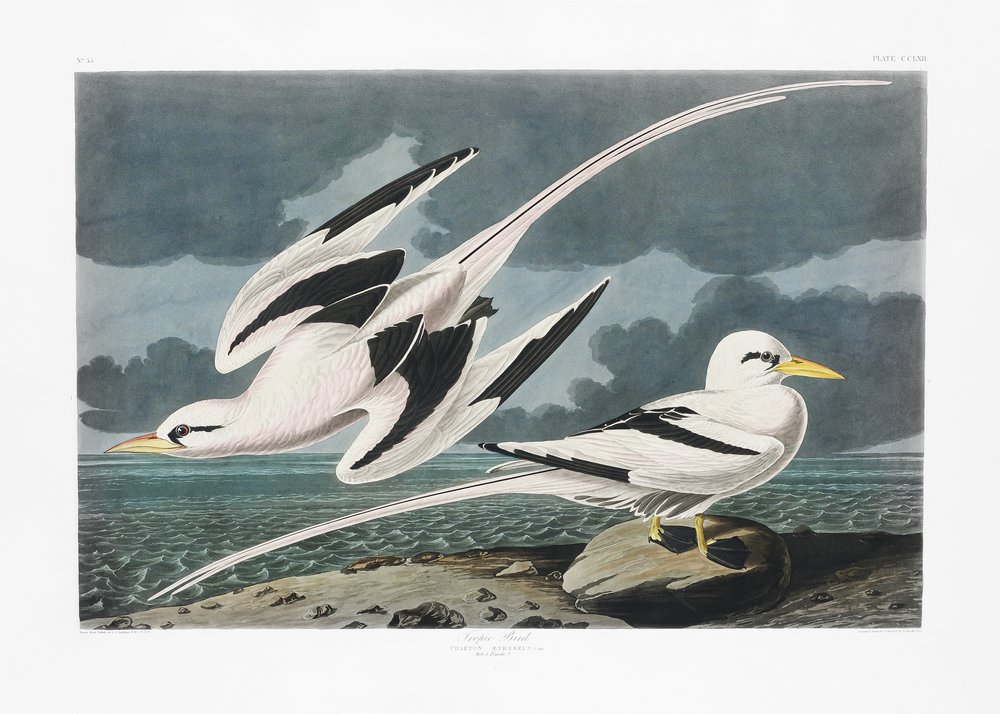  de John James Audubon