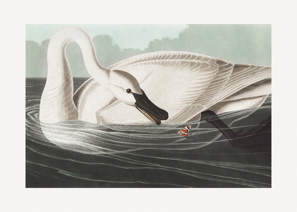  de John James Audubon