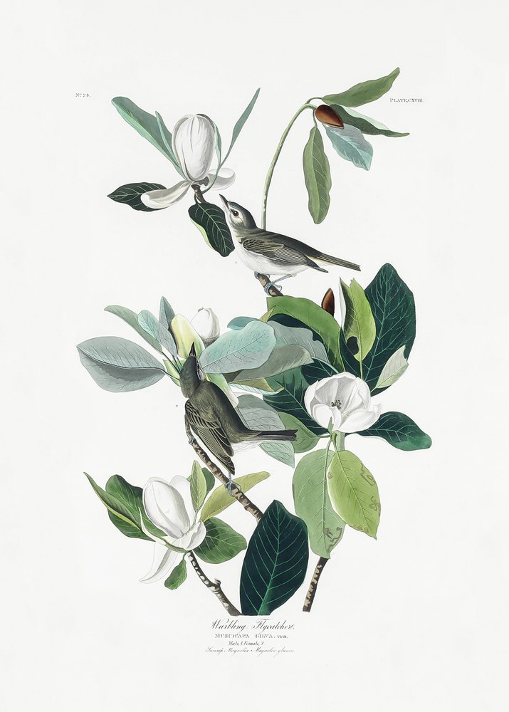  de John James Audubon