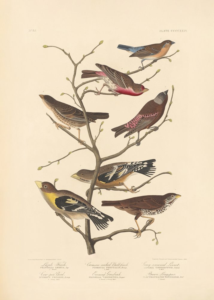 Pintassilgo-azul de John James Audubon/ Rob Havell
