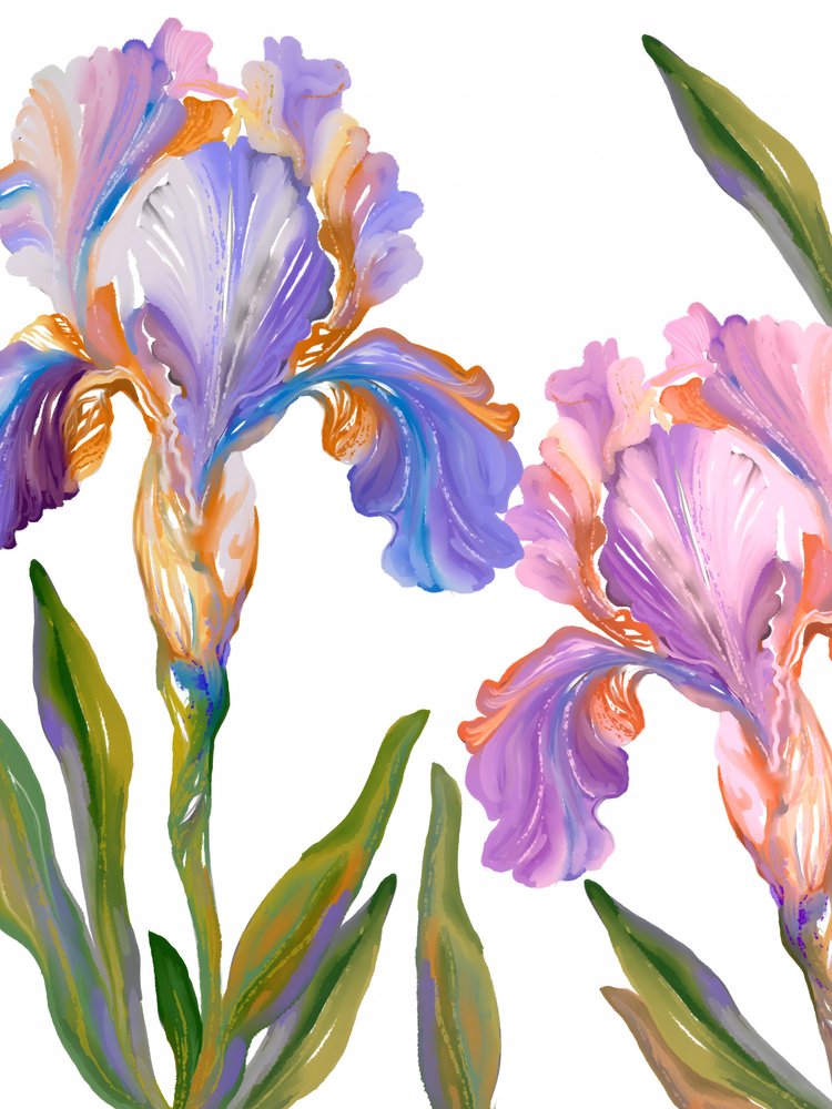 Flores de íris coloridas de Josie George