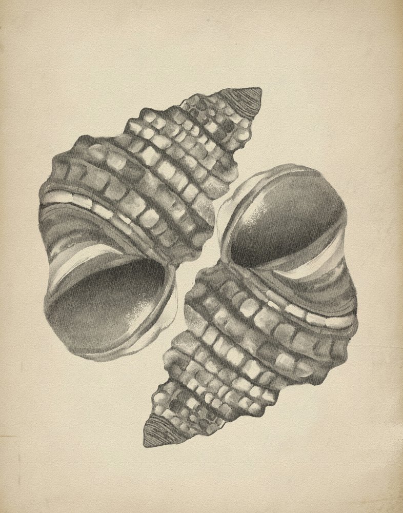 Conchas em espiral detalhadas de Josie George