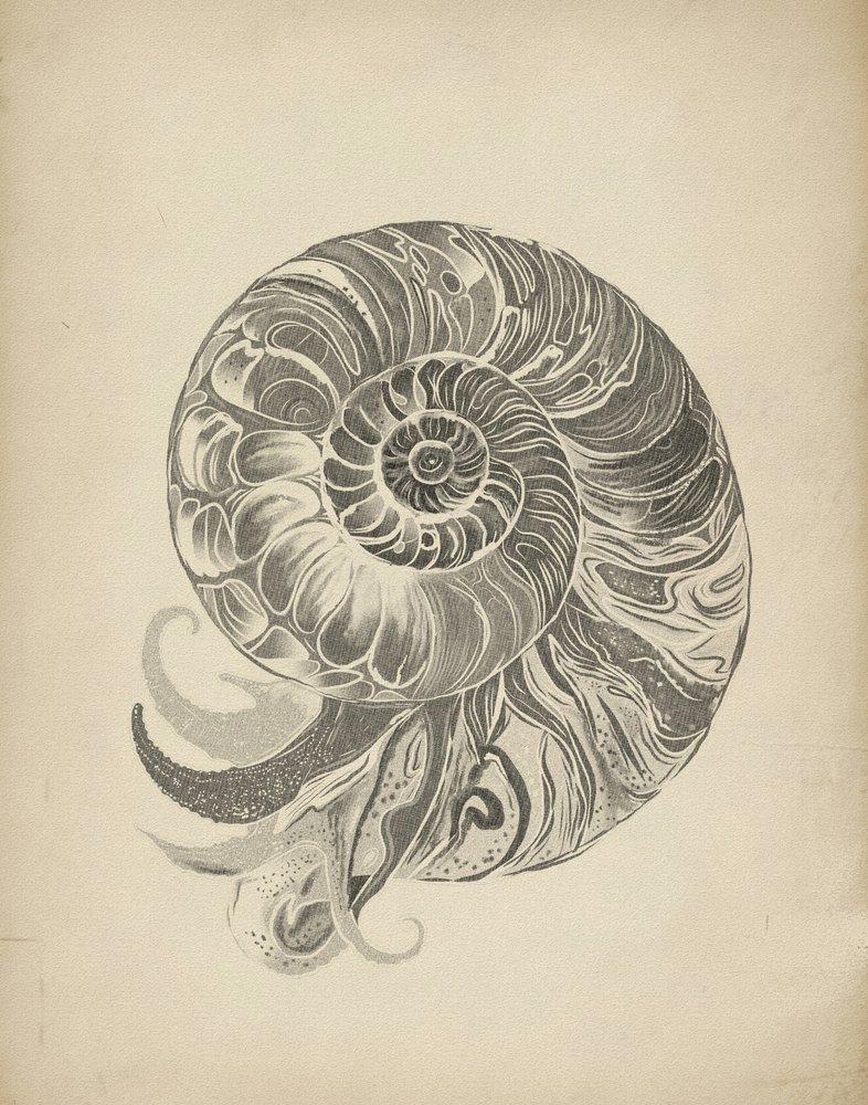 A intrincada espiral do nautilo de Josie George