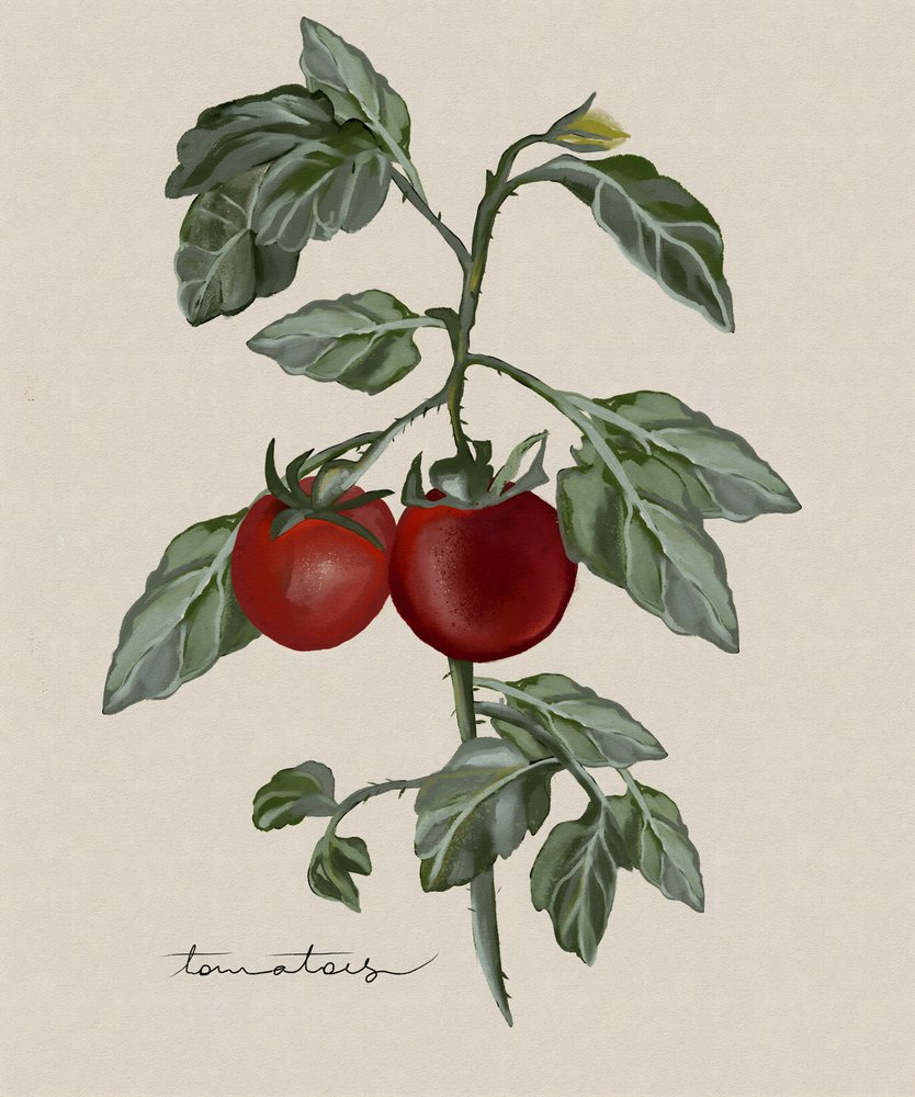 Tomates maduros no pé de Josie George