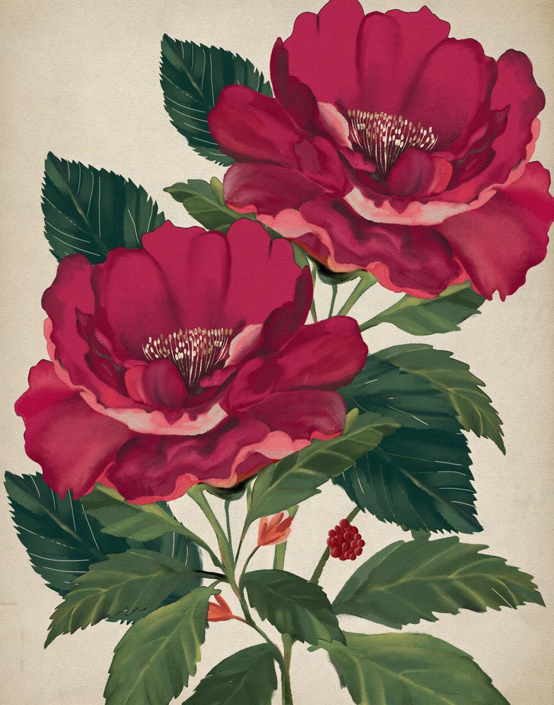 Rosa da Providência de Josie George