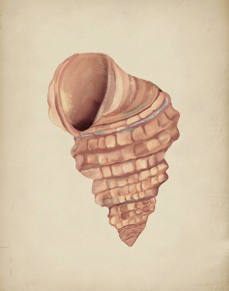 Estudo sobre conchas em espiral de Josie George