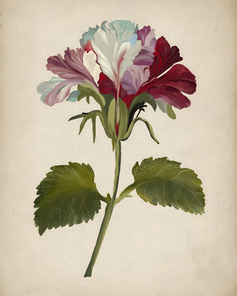 Flor de gerânio vibrante de Josie George