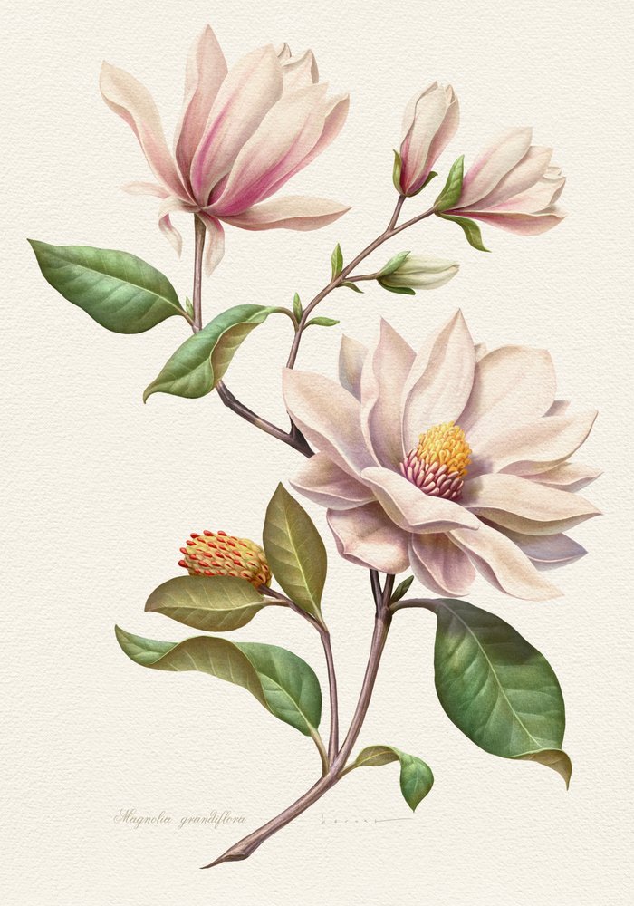 Flores de magnólia coradas de Juan Hernaz