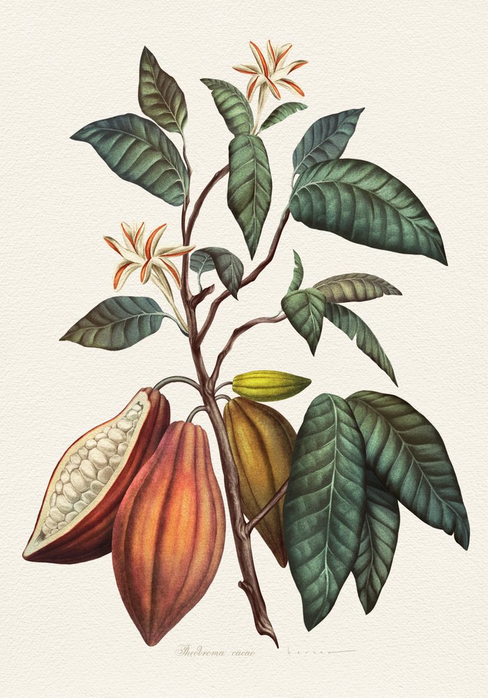 Planta botânica do cacau de Juan Hernaz