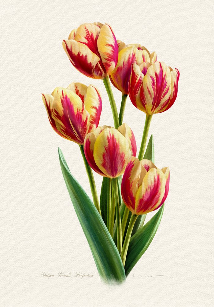 Tulipas com riscas coloridas de Juan Hernaz