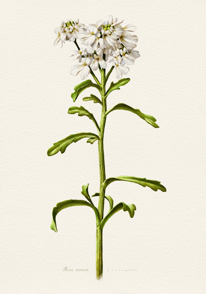 Candytuft Branco - Descrição botânica de Juan Hernaz