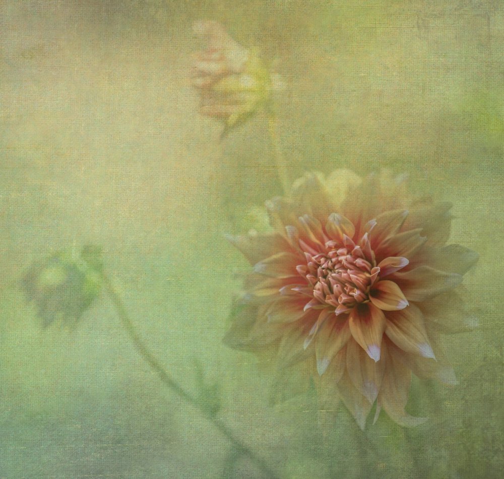 Flor de dália de sonho de Judy Tseng