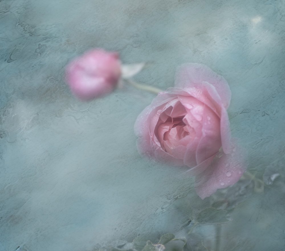 Rosas cor-de-rosa de sonho de Judy Tseng