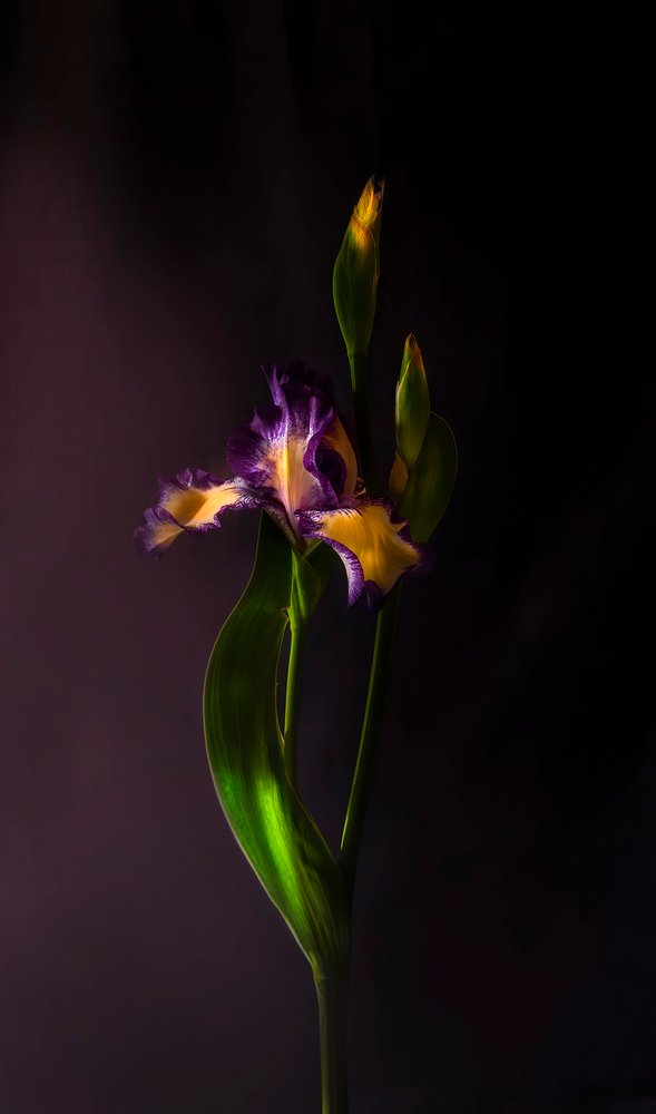 Flores de íris vibrantes de Judy Tseng