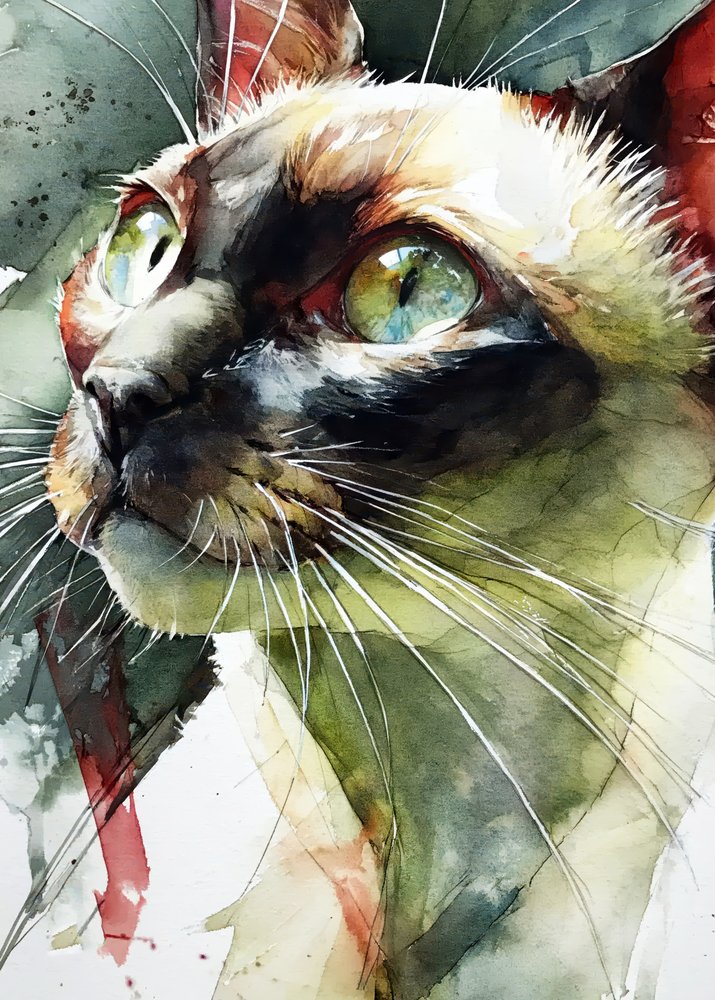 O olhar vibrante do gato siamês de Justyna Jaszke