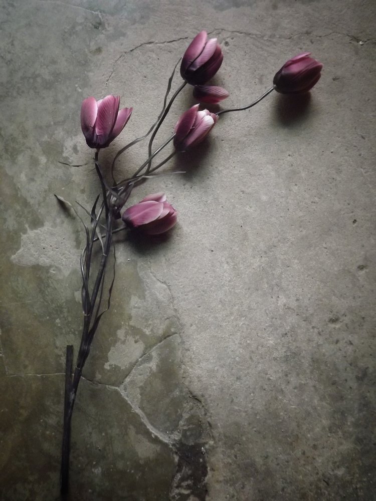 Tulipas roxas sobre betão de Kahar Lagaa
