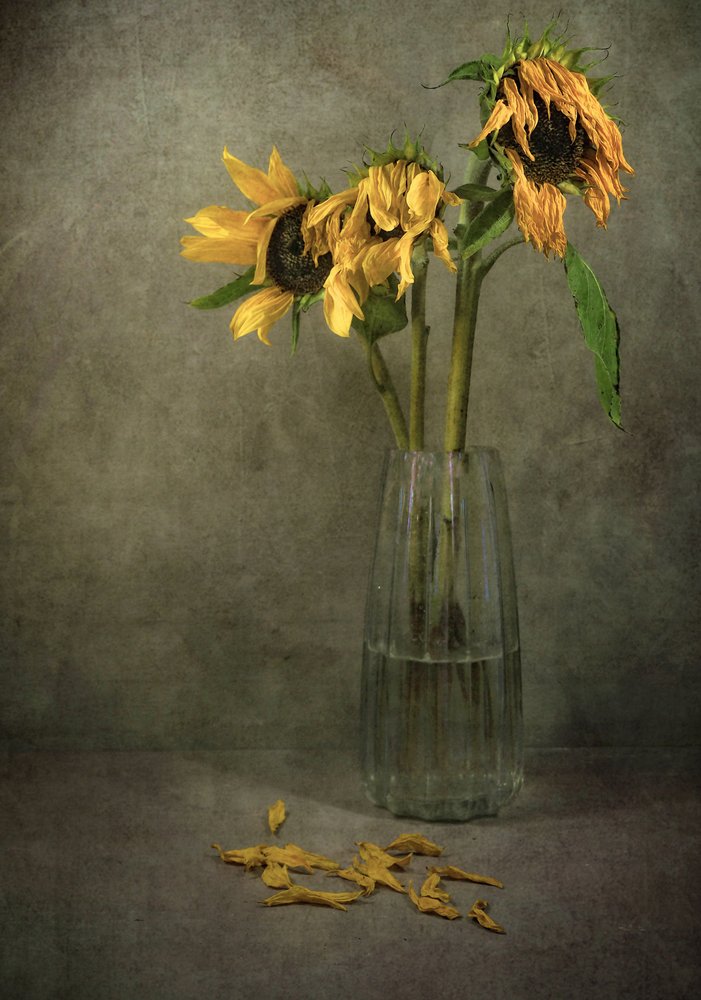 O Girassol Melancólico Floresce de Karen Smalley