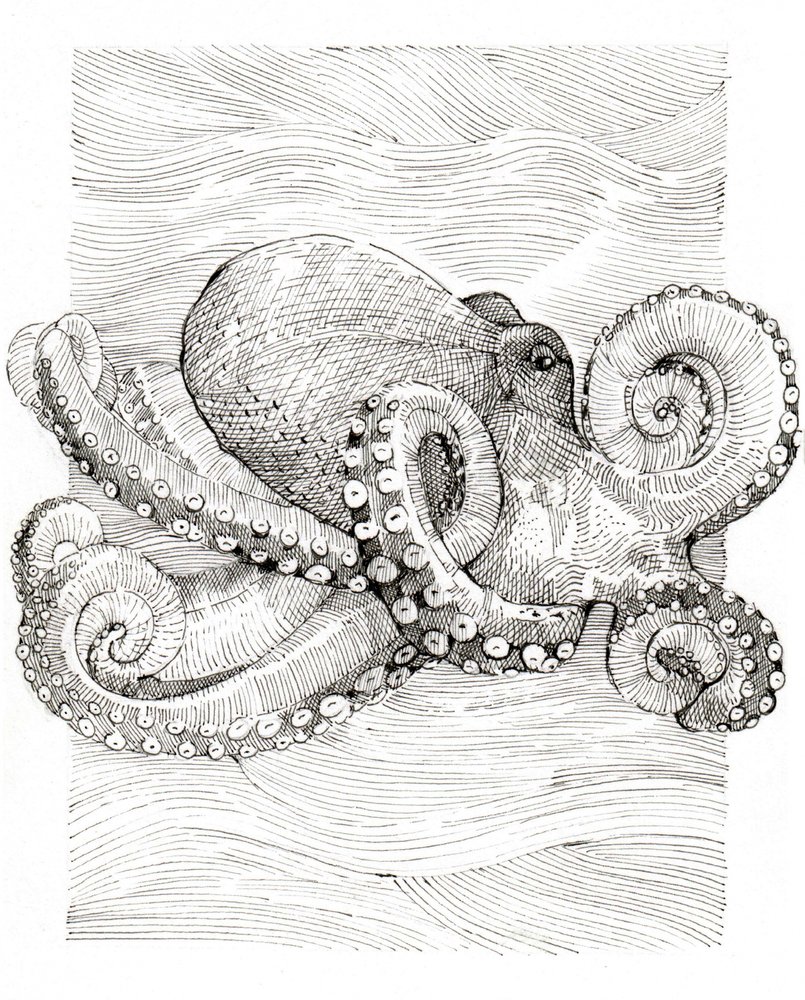Desenho de linhas de polvo a preto e branco de Katie O'Shea