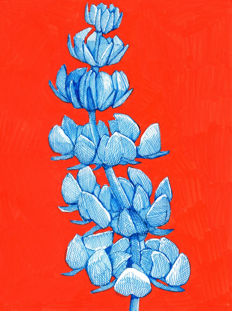 Flor azul arrojada de Katie O'Shea