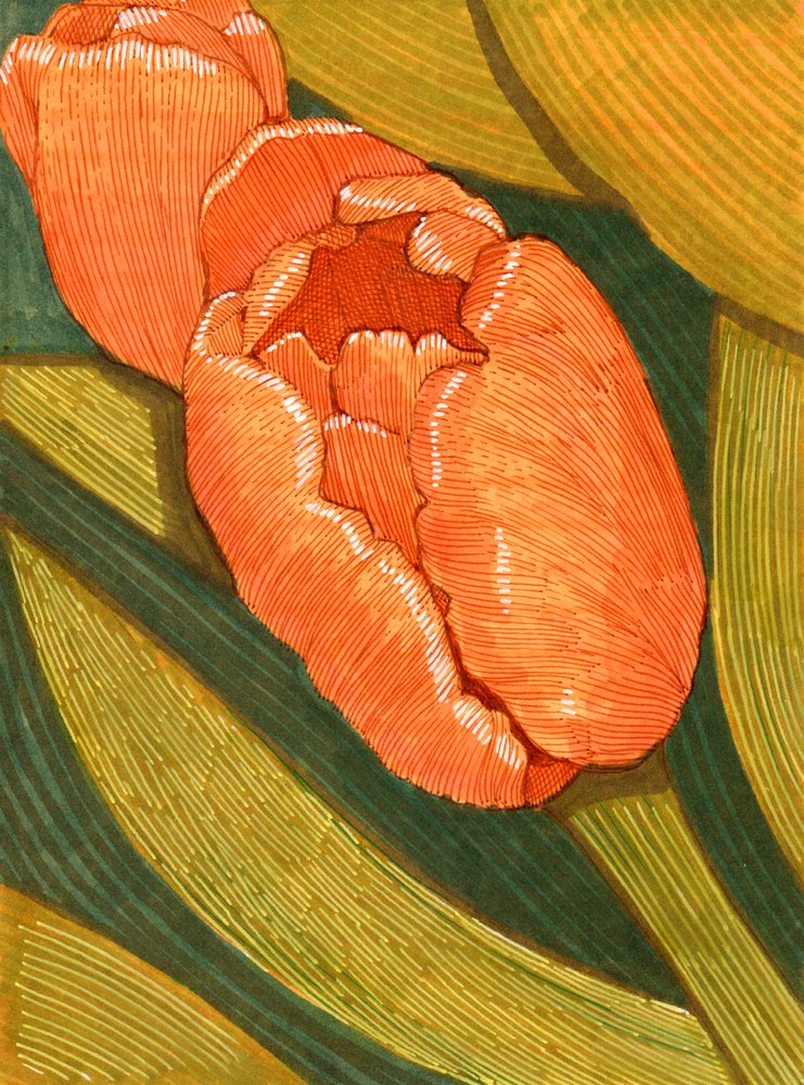 Túlipas cor de laranja vivas com desenho de linhas de folha verde de Katie O'Shea