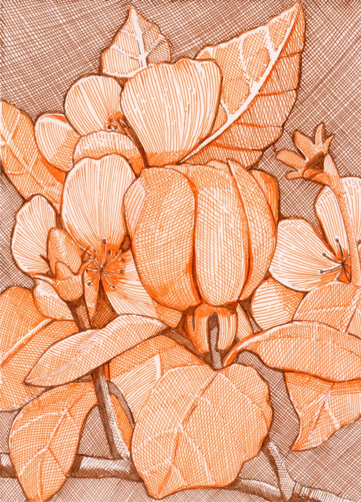 Flores alaranjadas tracejadas de Katie O'Shea