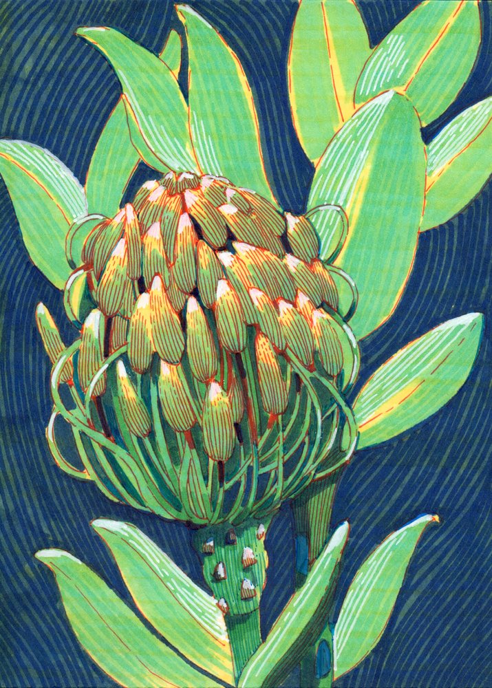 Flor de proteia vibrante de Katie O'Shea