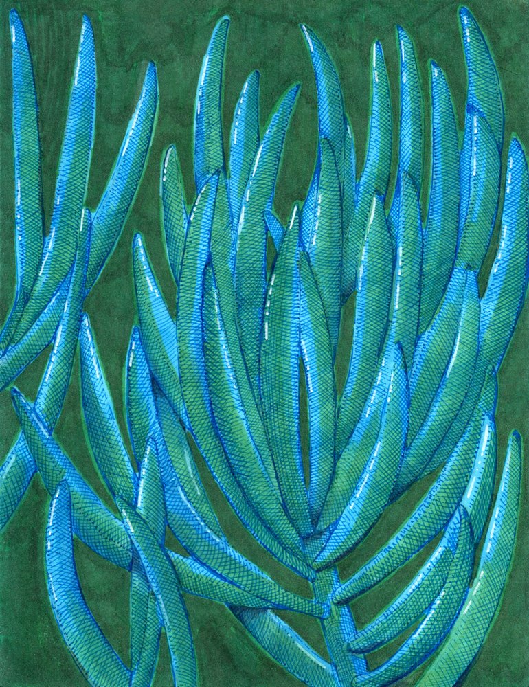 Suculentas azul-esverdeadas vibrantes de Katie O'Shea