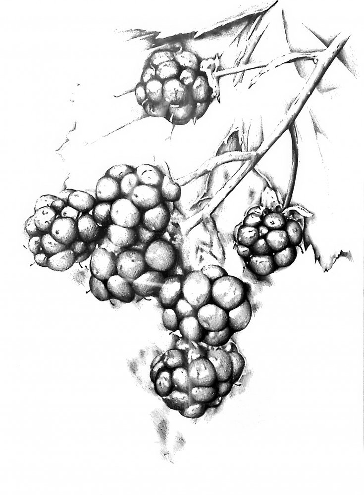  de Kulik