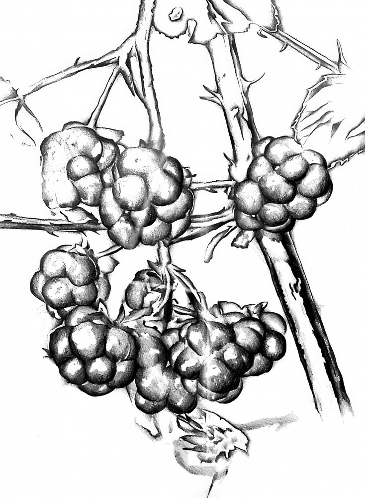  de Kulik