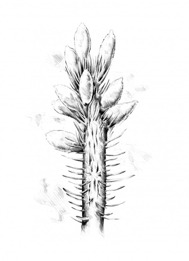  de Kulik