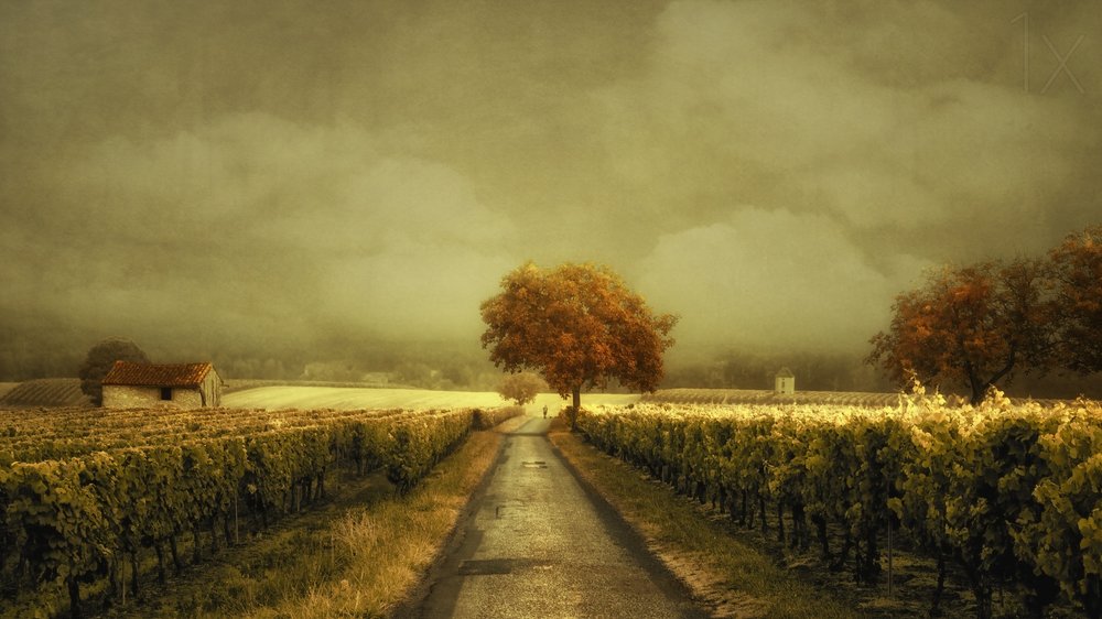Estrada da Vinha do Outono de Lars van de Goor †