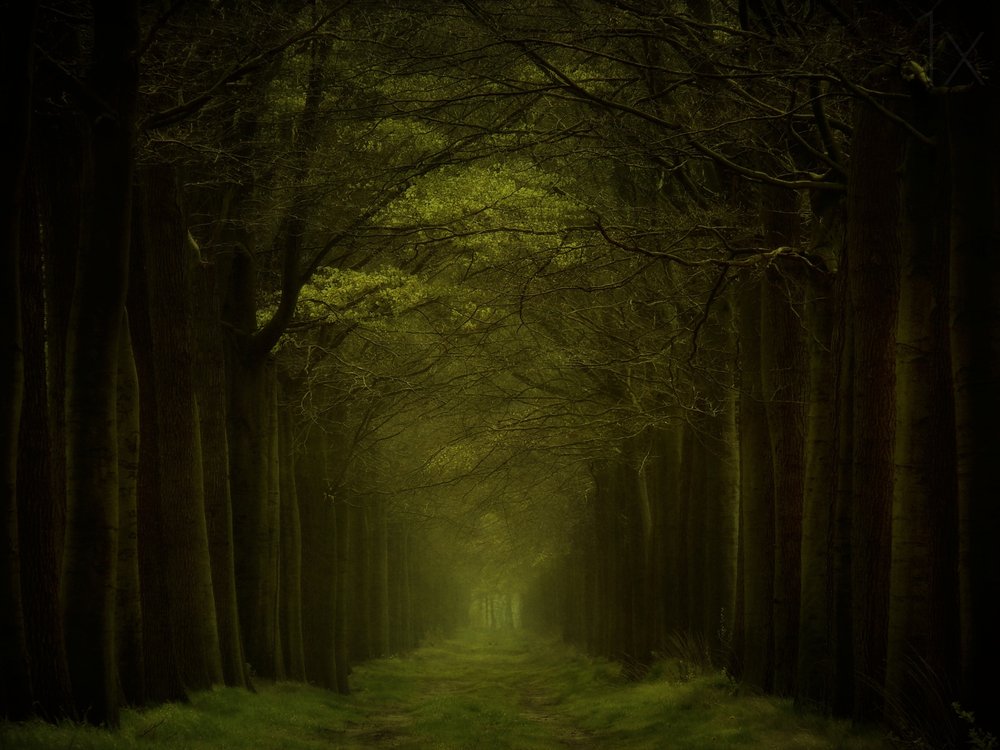 Caminho da Floresta Escura de Lars van de Goor †