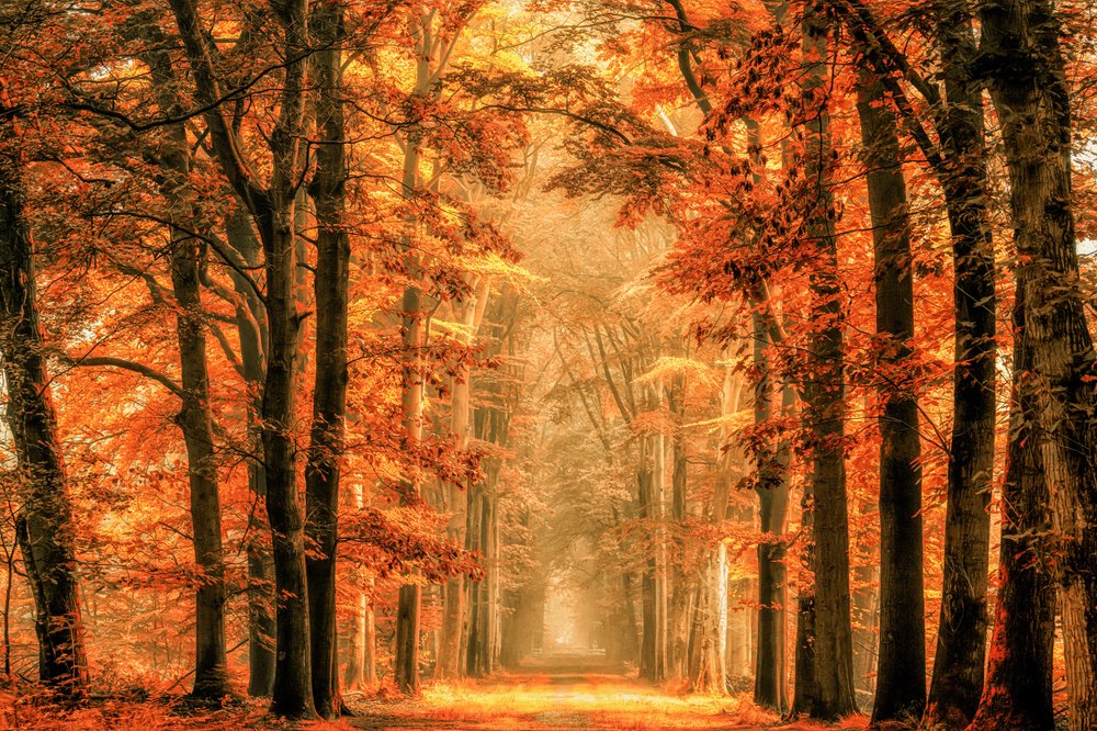 Trilho da Floresta do Outono Dourado de Lars van de Goor †