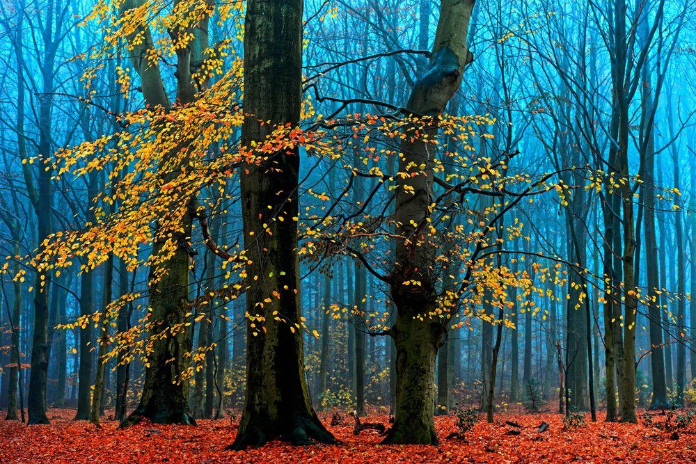  de Lars van de Goor †