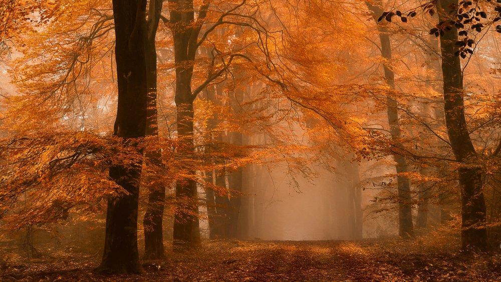 Caminho na floresta outonal enevoada de Lars van de Goor †