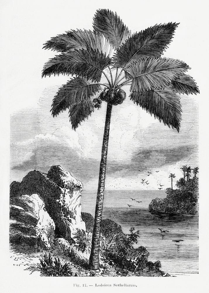 de Les Palmiers Histoire Iconographique