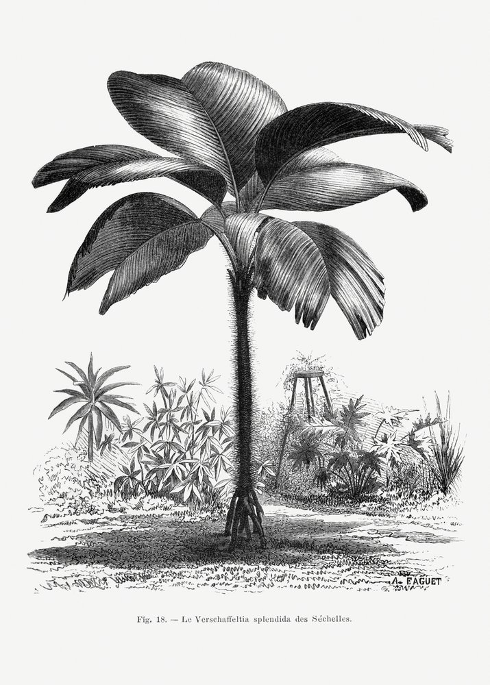  de Les Palmiers Histoire Iconographique