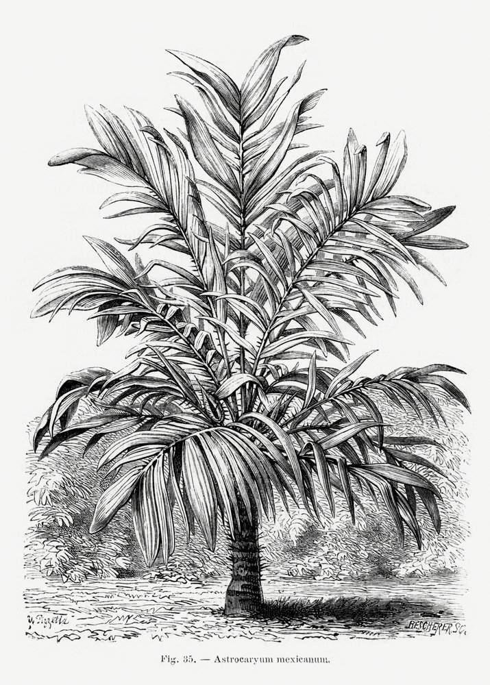  de Les Palmiers Histoire Iconographique