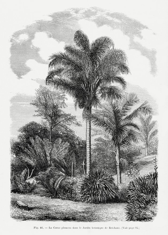  de Les Palmiers Histoire Iconographique
